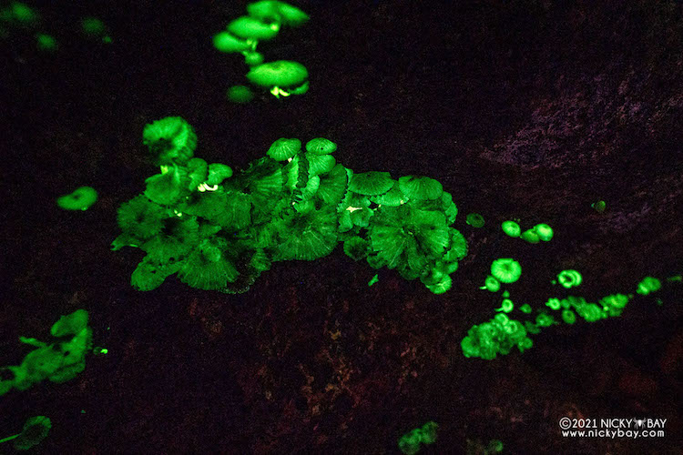 Glow in the Dark Mushrooms in Singapore