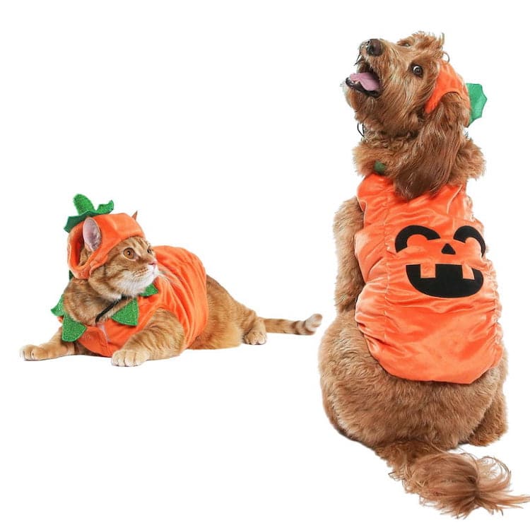 Pet Pumpkin Costume