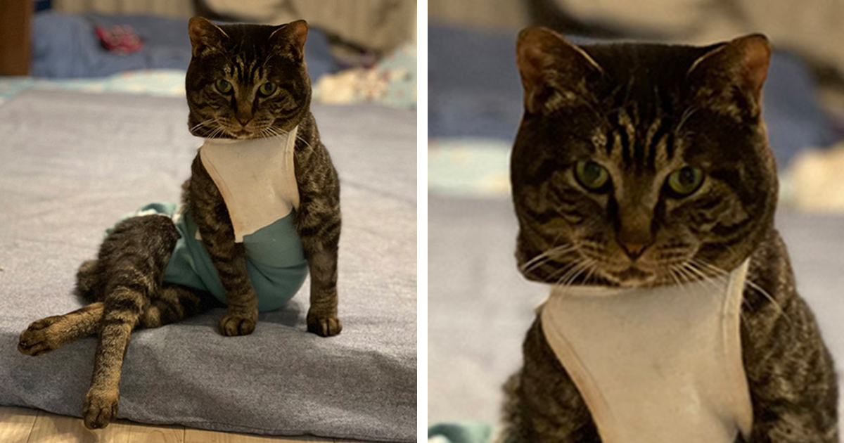 Rescue Cat Wins Over the Internet With His Chic 'Top Model' Pose