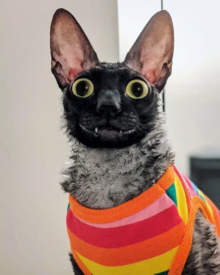 Pixel the Smiling Cat