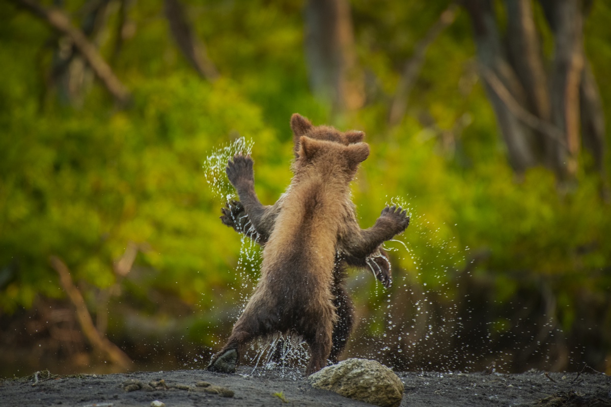 Dos cachorros de oso de Kamchatka peleando en juego