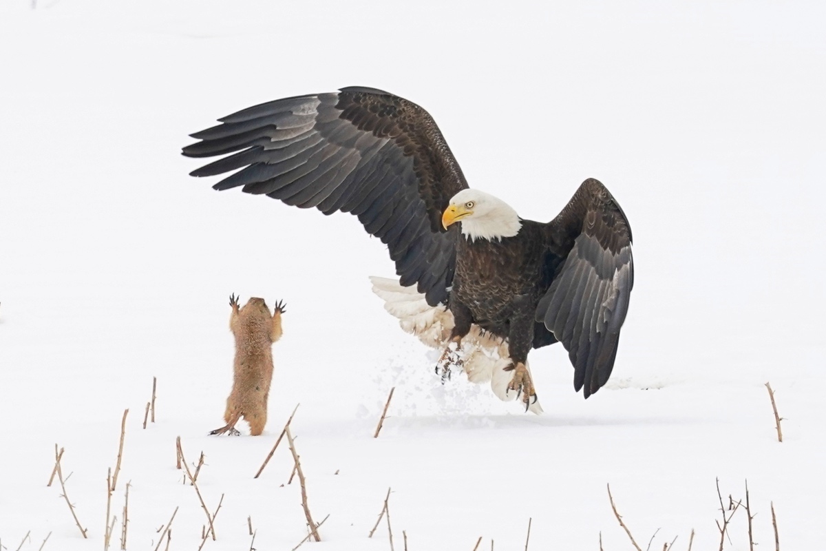 Perrito de la pradera asustando a un águila calva