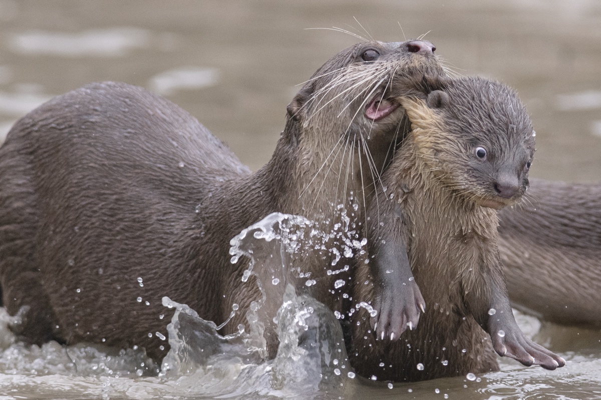 Otter Carrying Its Baby