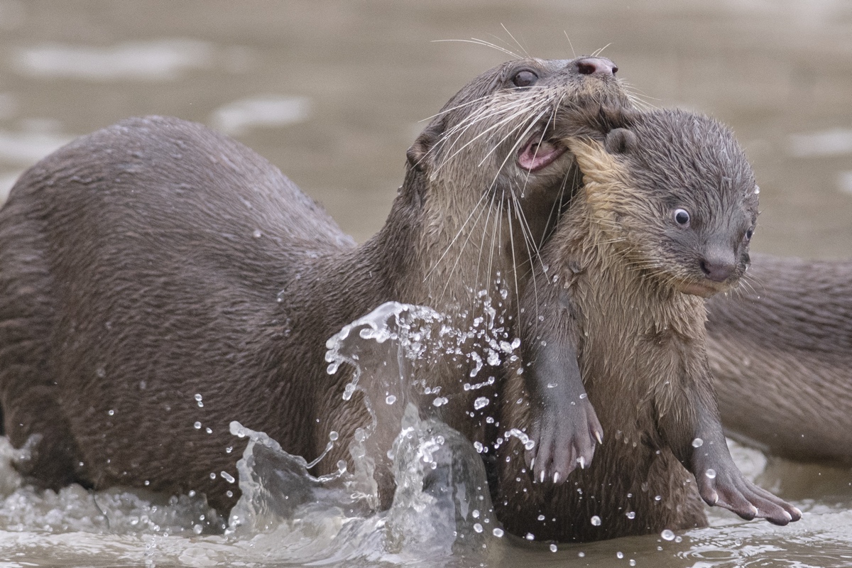 Nutria cargando a su bebé con la boca