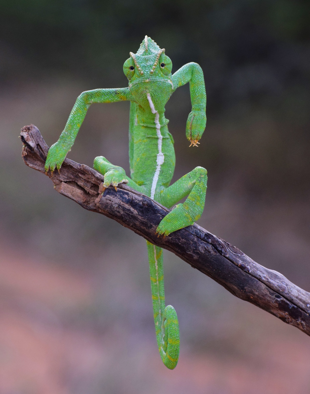 Green Lizard on a Branch