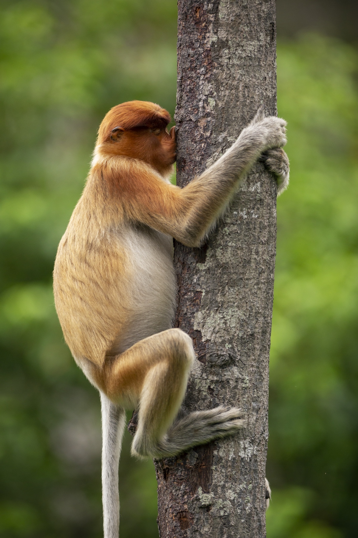 Mono narigudo rascándose la nariz contra un árbol