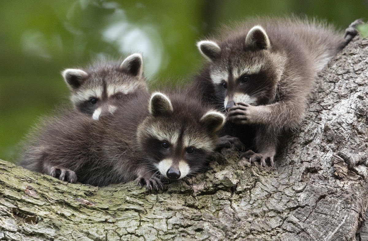 Raccoon Cubs Whispering to Each Other