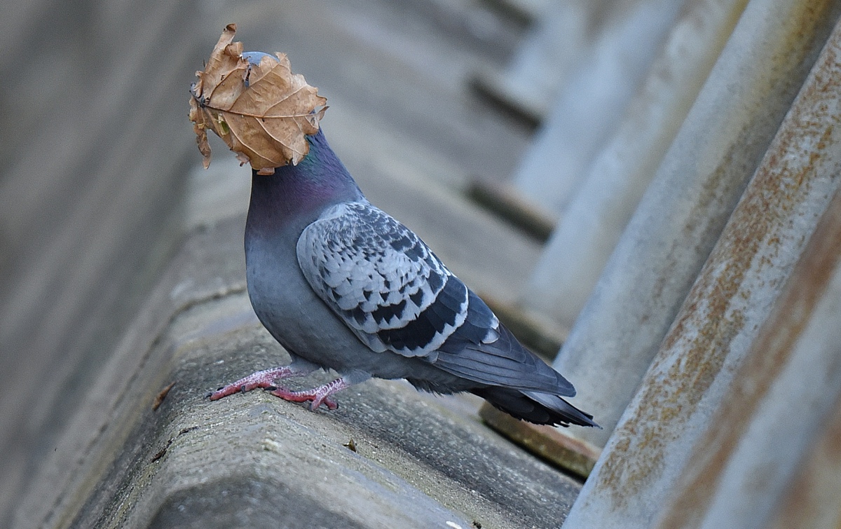 Pigeon with Leaf on Its Face