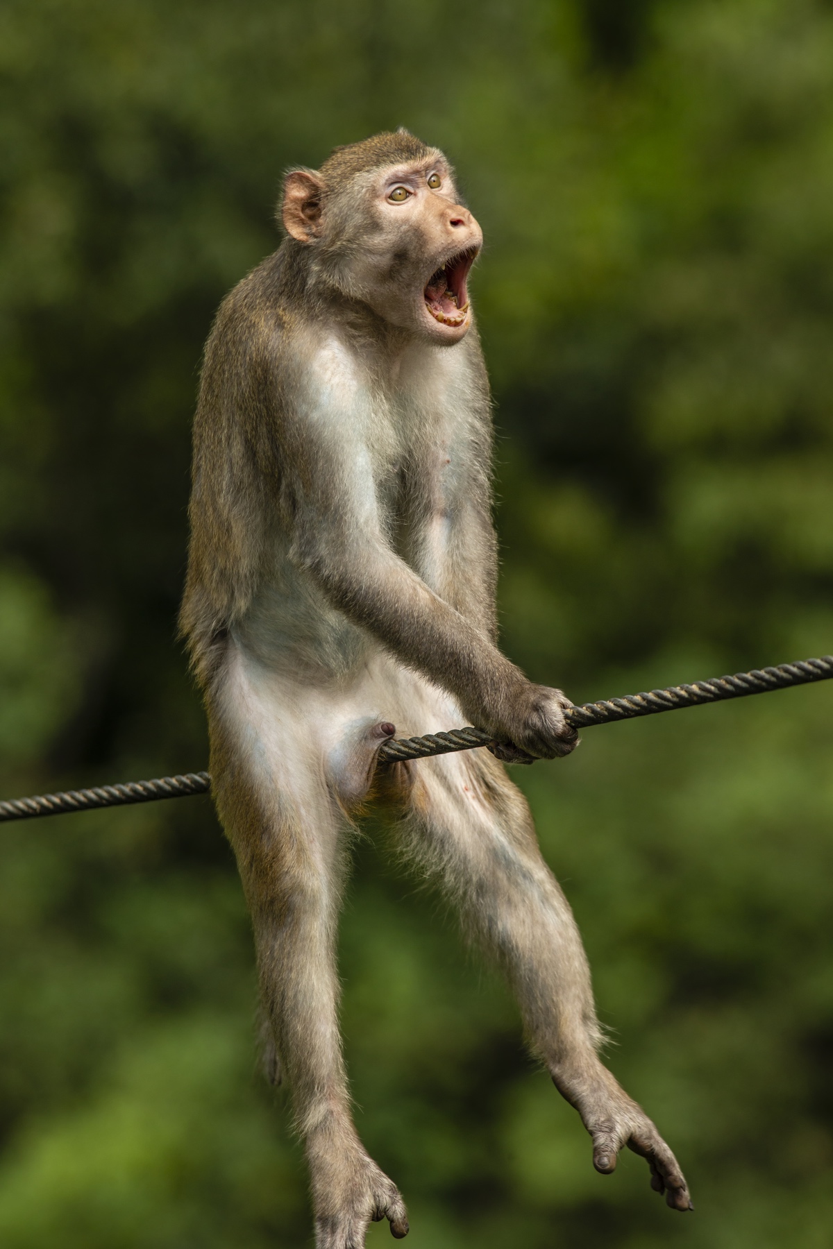 Mono dorado con las piernas entre un cable