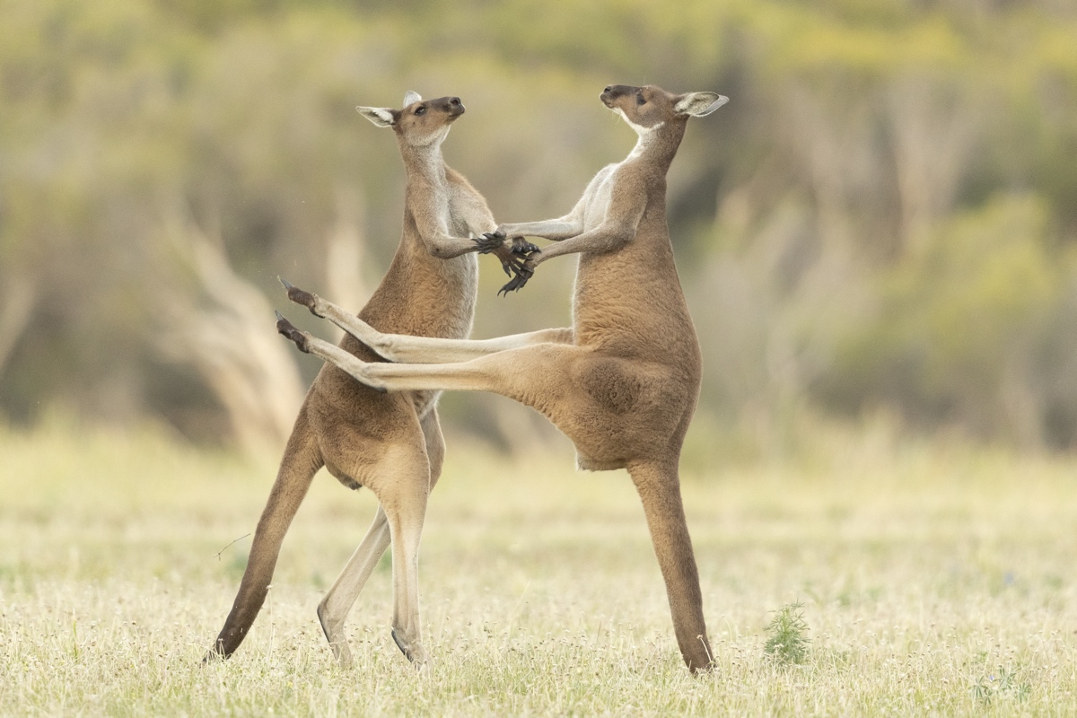 Dos canguros peleando