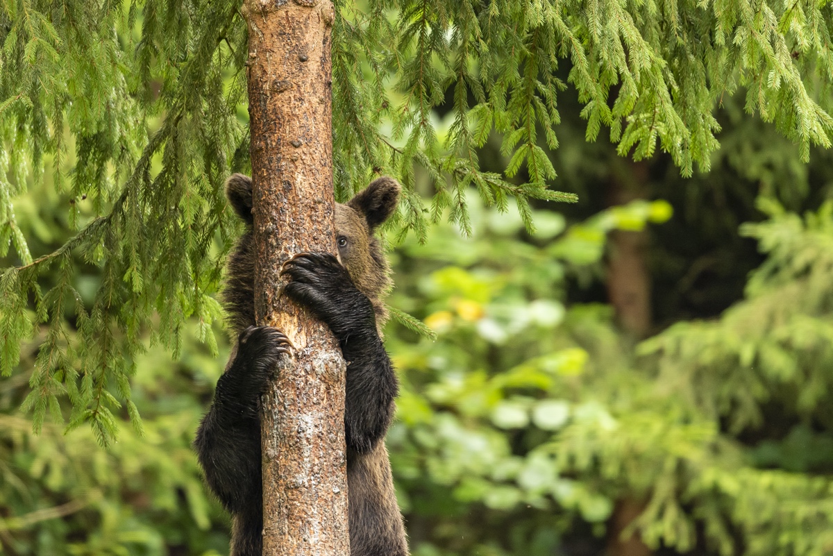 Young Bear Peeking from Behind a Tree