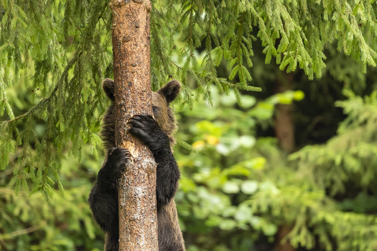 Oso joven asomado detrás de un árbol