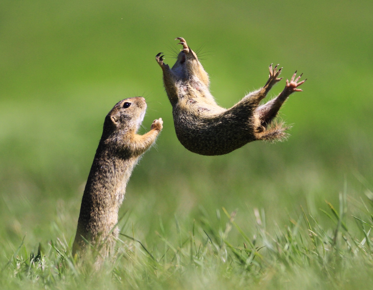 Two Gophers Playing