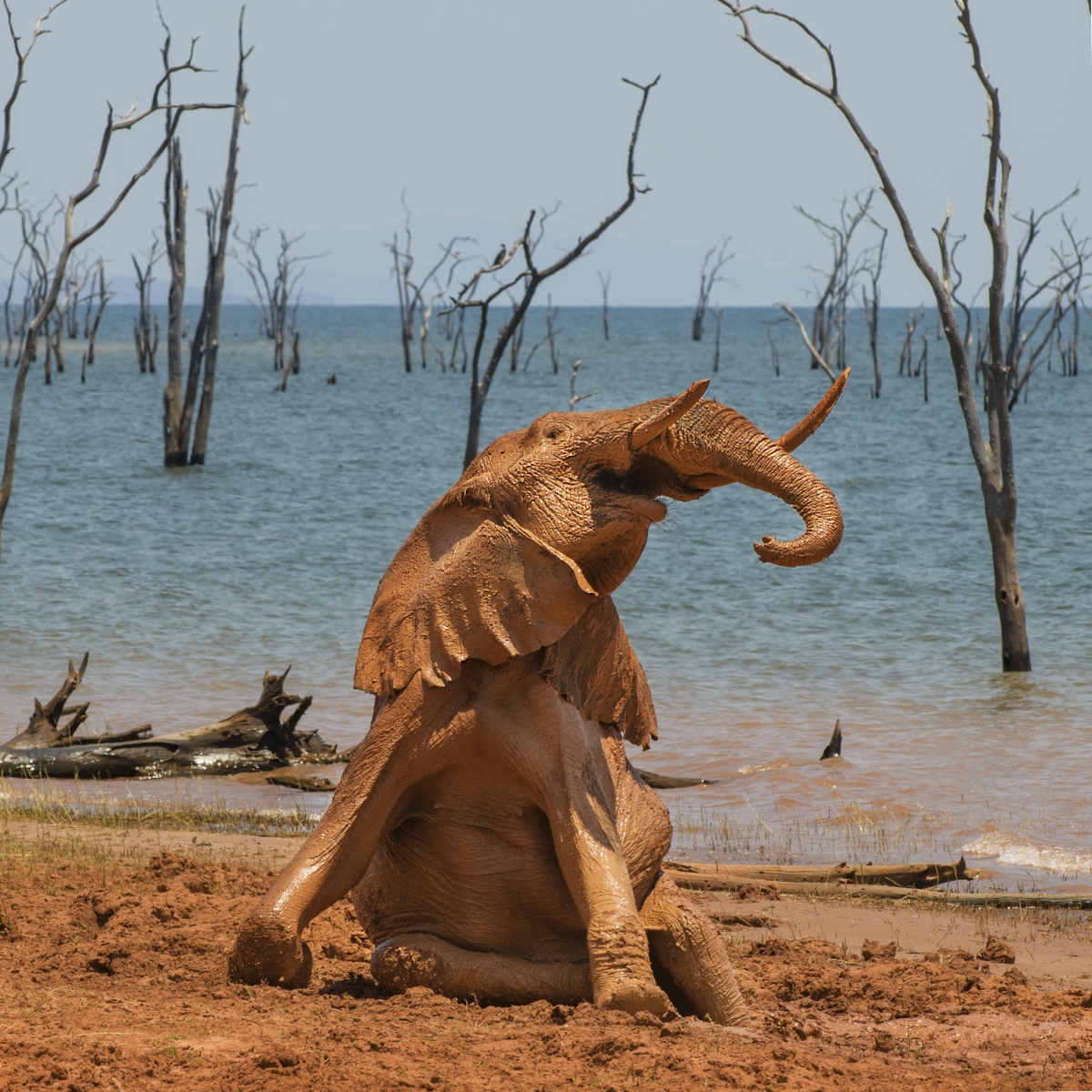 Elefante tomando un baño de lodo