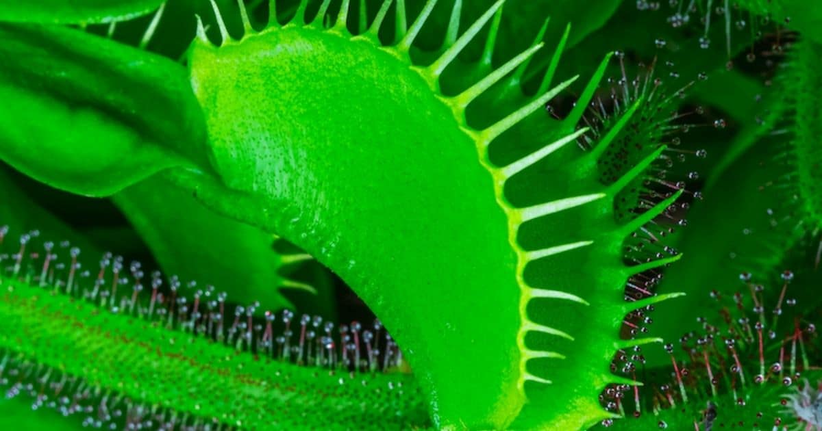 This Menacing Carnivorous Plant Timelapse Is A Horror Movie For