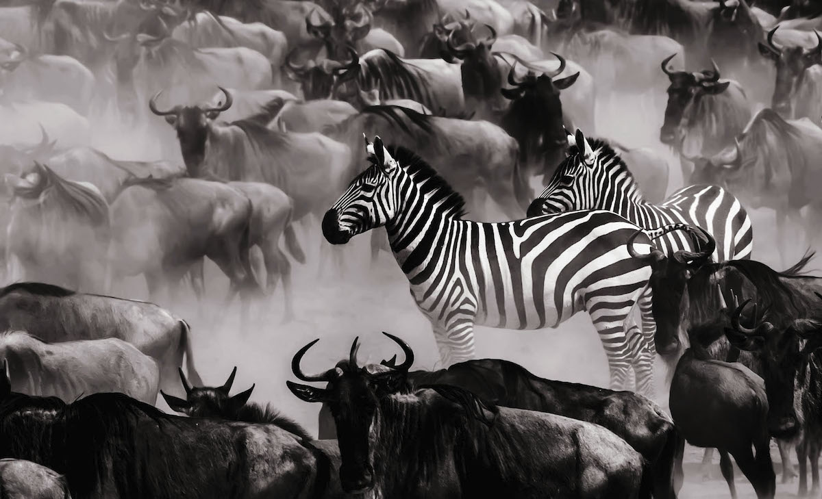 Zebra and Other Animals About to Cross the Mara River