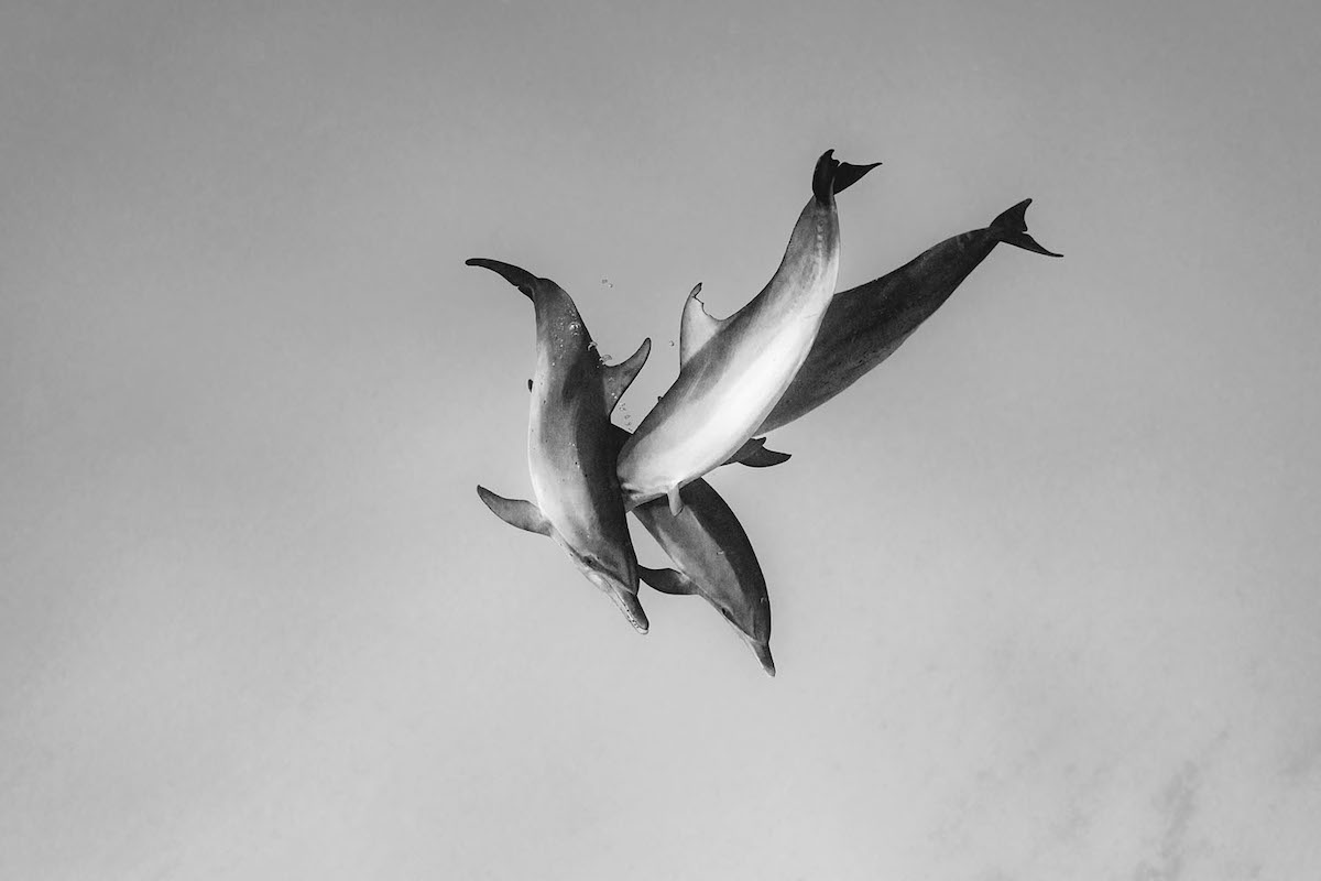 Cristina Mittermeier Black and White Photo of Dolphins Underwater