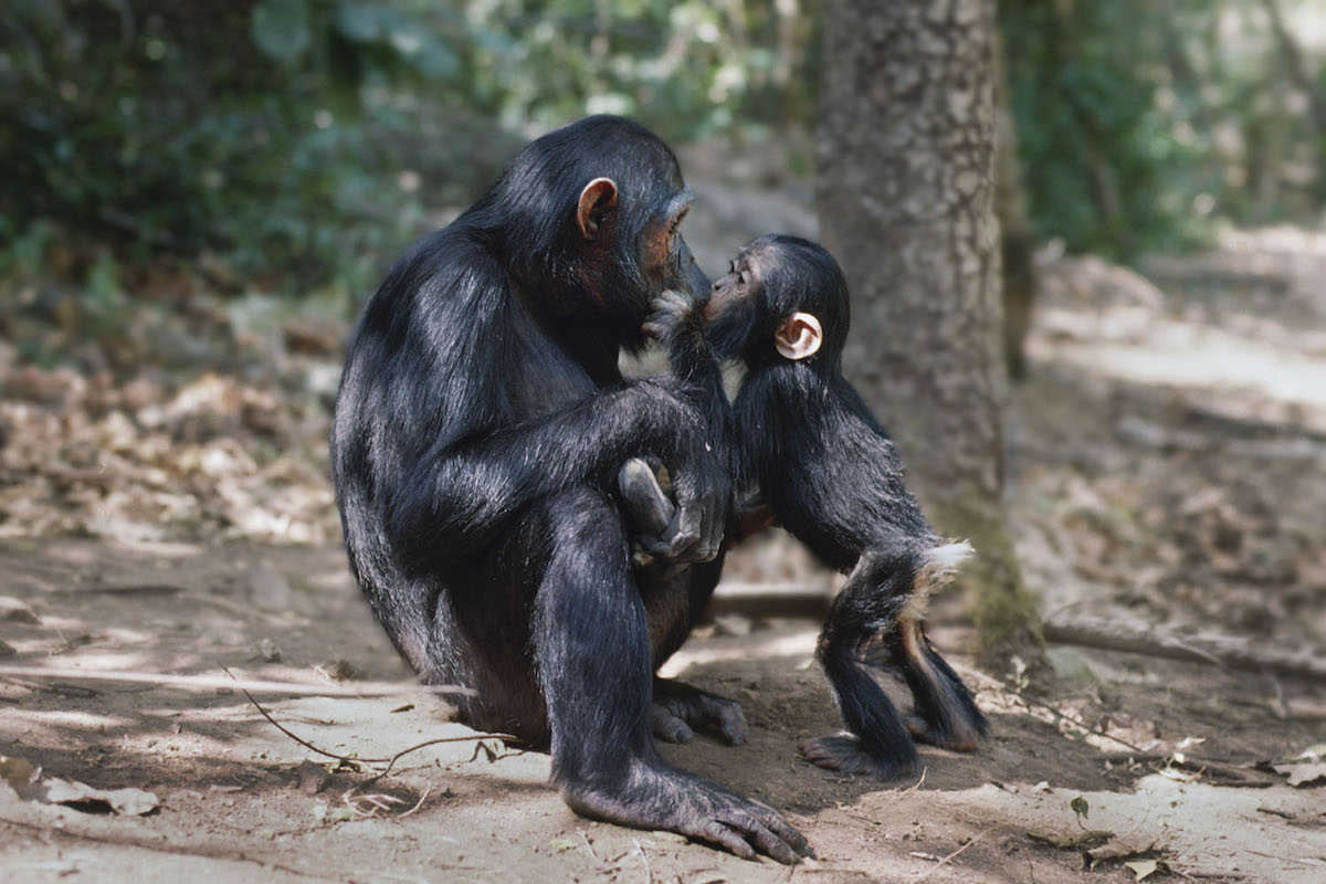 Jane Goodall Photo of Chimps Kissing