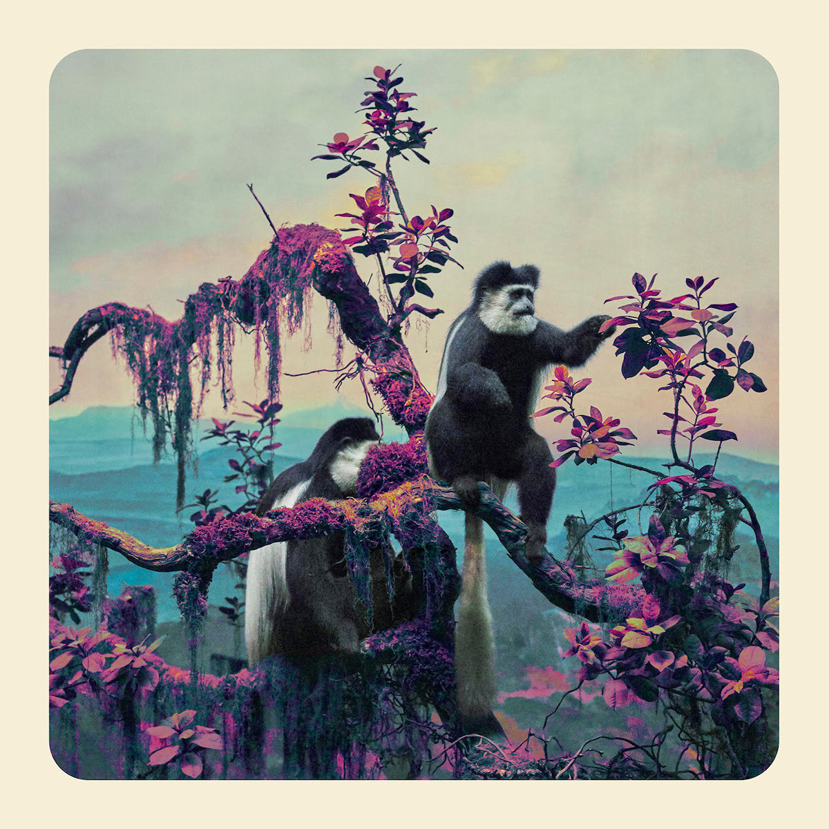 Artistic Photo of Monkey by Jim Naughten