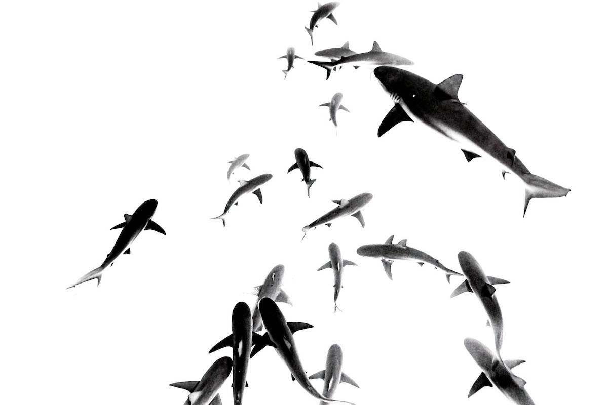 Black and White Photo of Sharks by Jonathan Z. Lee