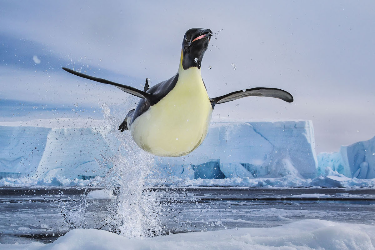 Emperor Penguin Flying by Paul Nicklen