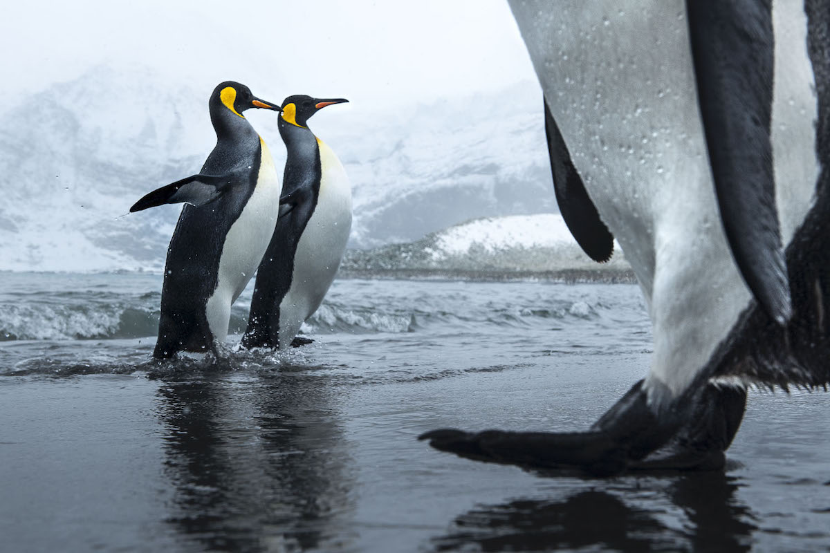 Penguins by Thomas Vijayan
