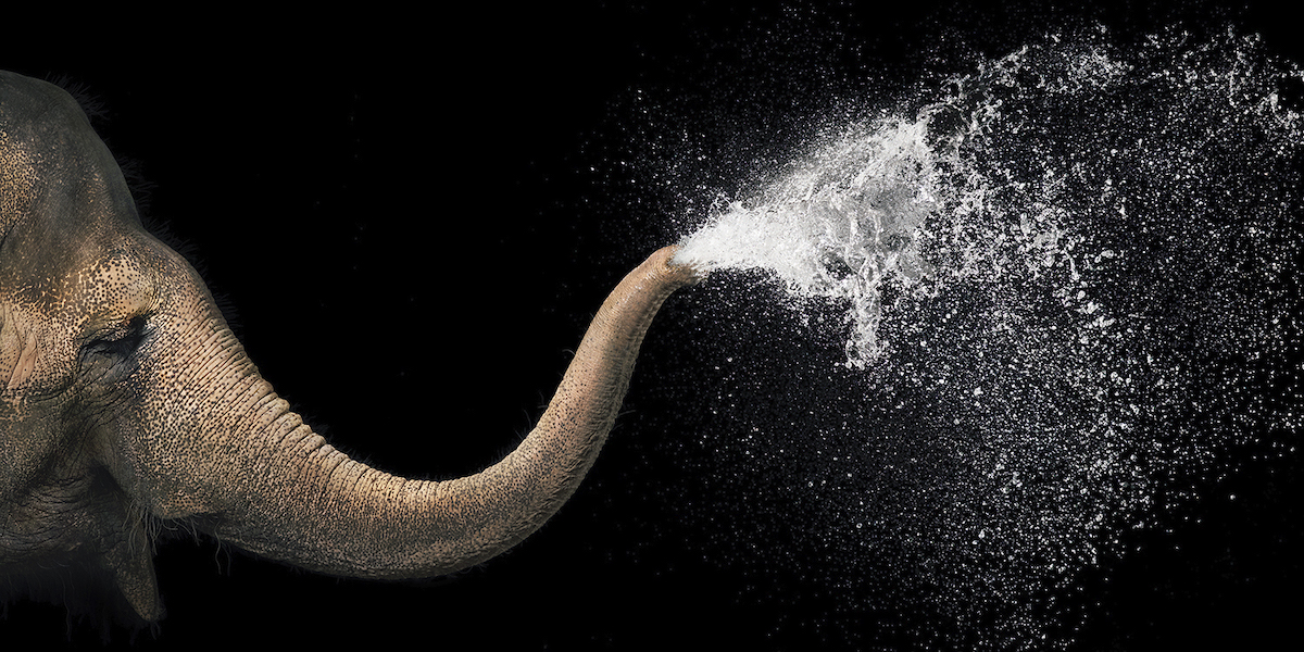 Elephant Spraying Water from Its Trunk by Tim Flach