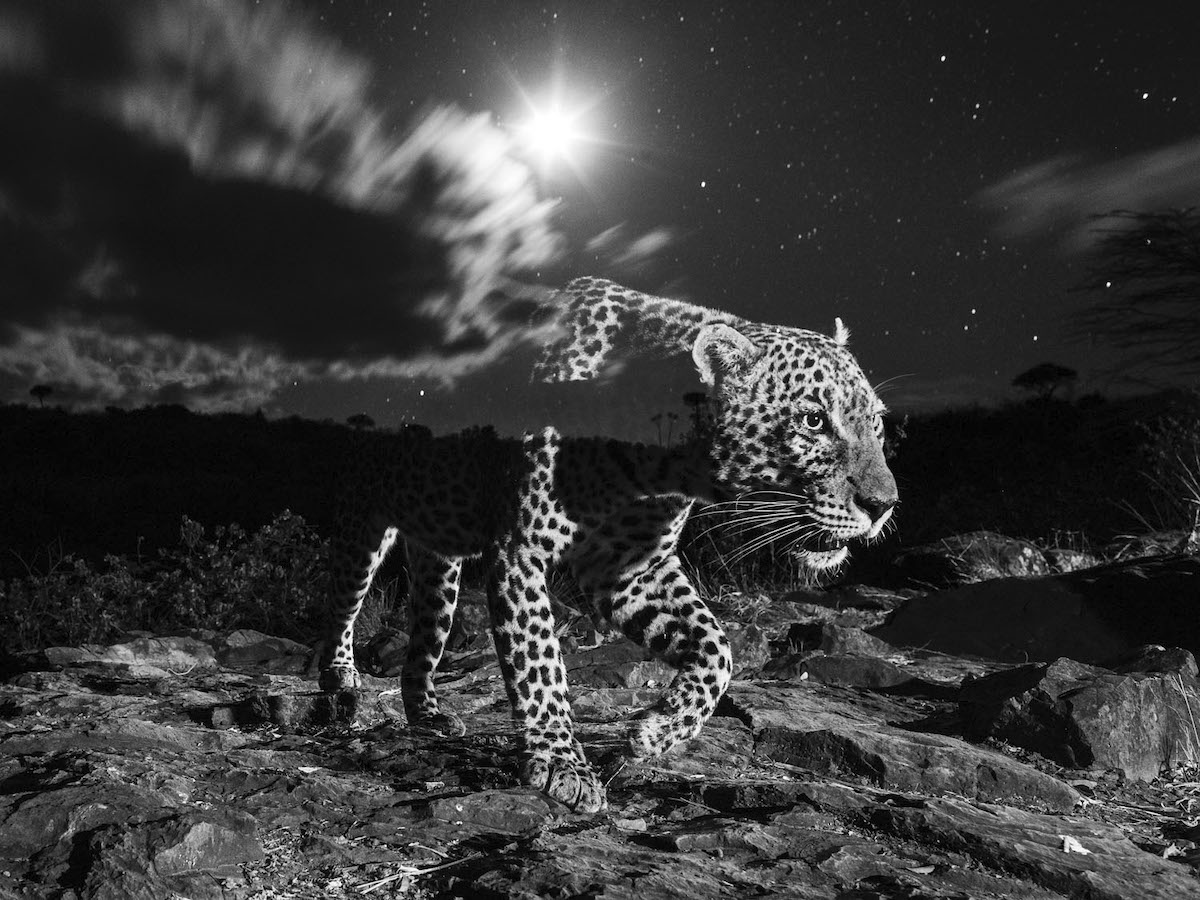Artistic Photo of a Leopard by Will Burrard Lucas