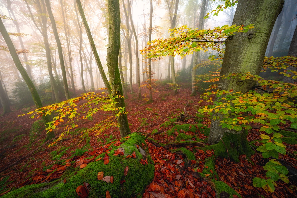 Bosque lleno de hojas otoñales por Albert Dros