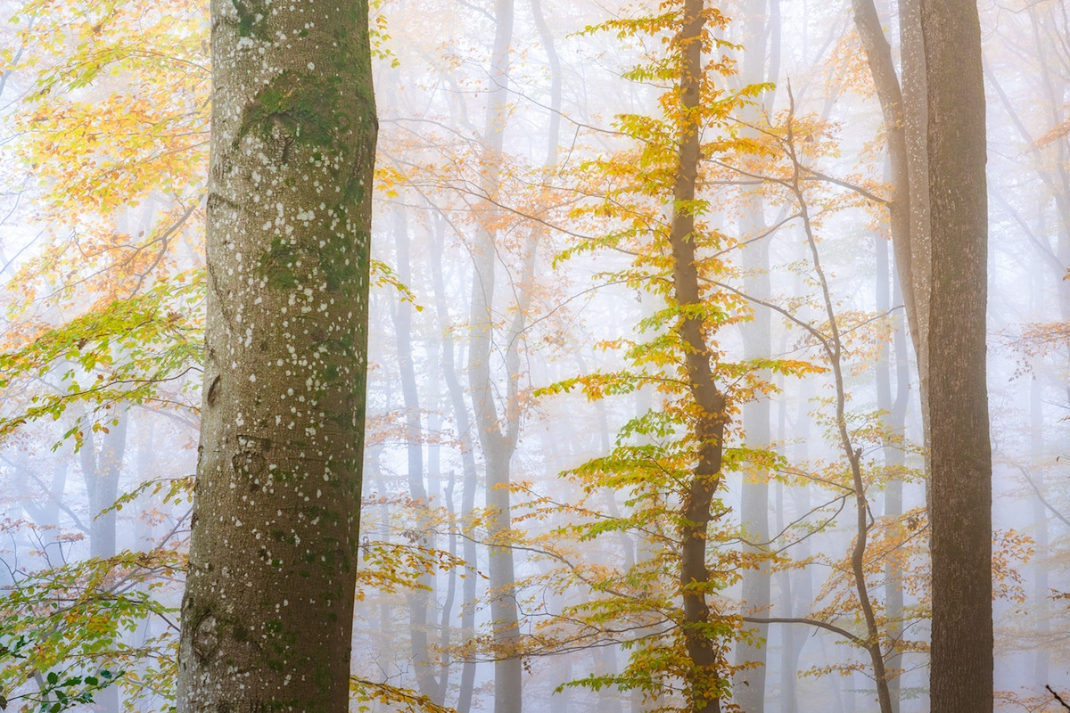 Photo abstraite d'arbres dans la forêt