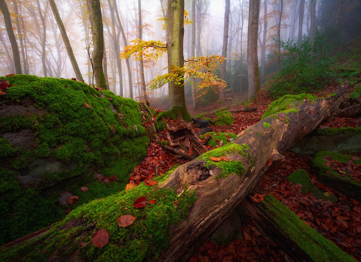 Fallen Trees in the Forest