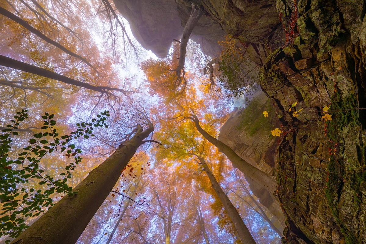 Colorful Leaves in the Forest by Albert Dros