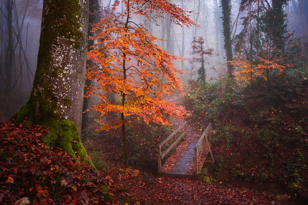 Designart Big Trees in Dark Foggy Forest - Landscape Photography