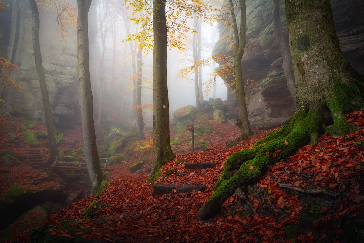 Un bosque cubierto de niebla por Albert Dros
