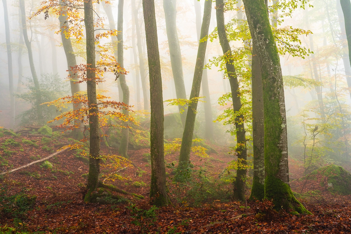 Foggy Forest by Albert Dros