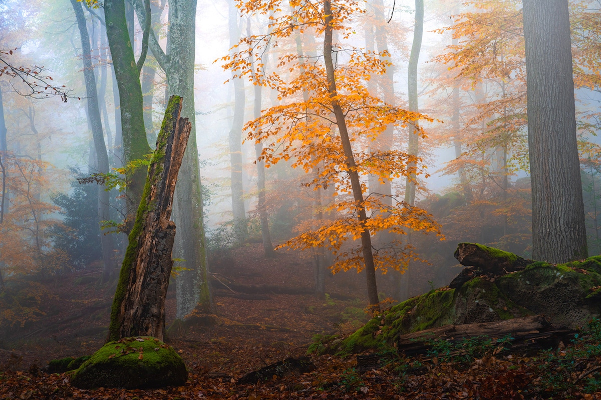 Un bosque en la niebla por Albert Dros