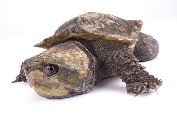 Una tortuga cabezona, especie en peligro de extinción