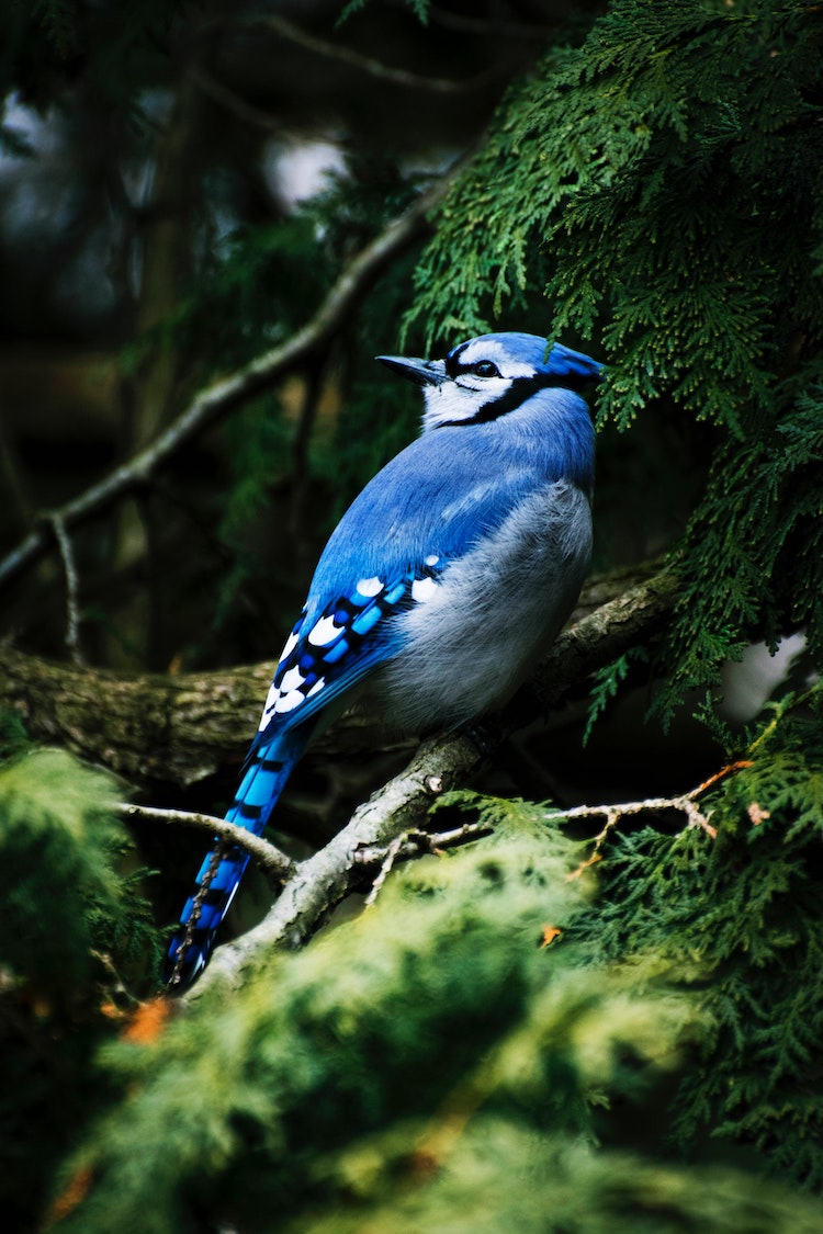 This Developing Adolescent Blue Jay Still Has Some of Its Baby Feathers