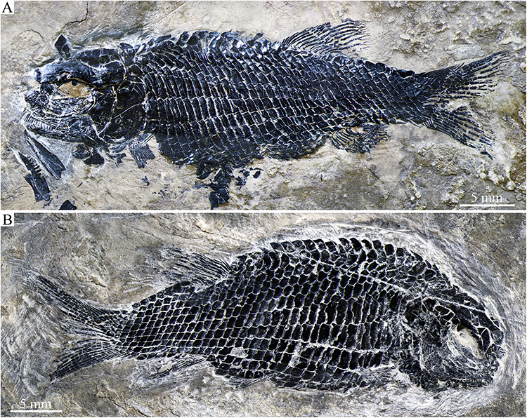 Des scientifiques découvrent le plus ancien fossile de Peltoperleidus « poisson osseux » en Chine