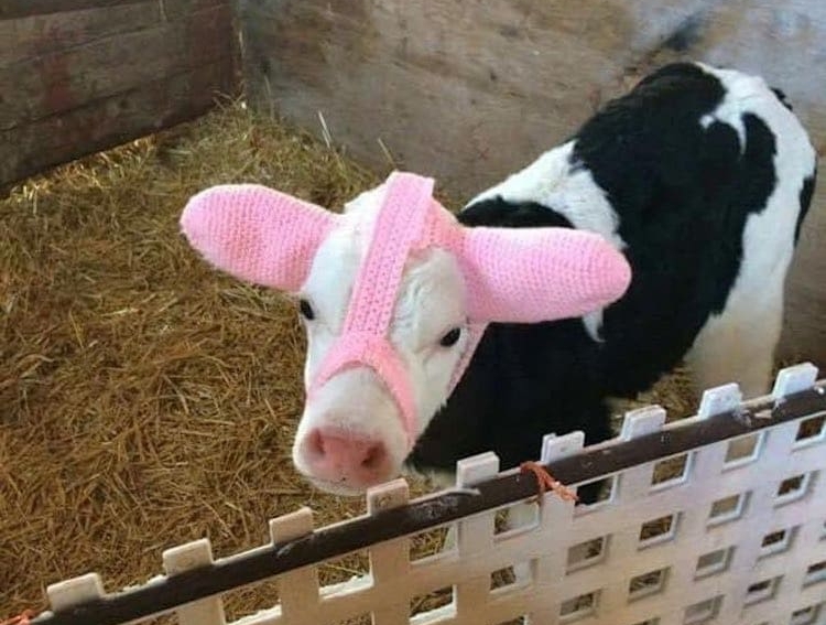 Baby Calf Wears Earmuffs in Cold Weather