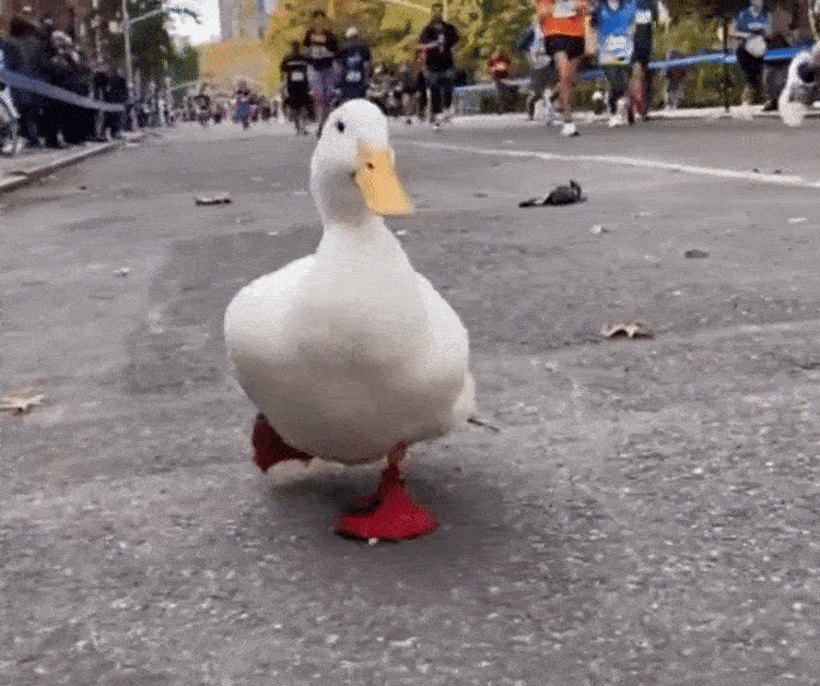 Cute Duck Runs New York City Marathon in Custom Red Duck Shoes