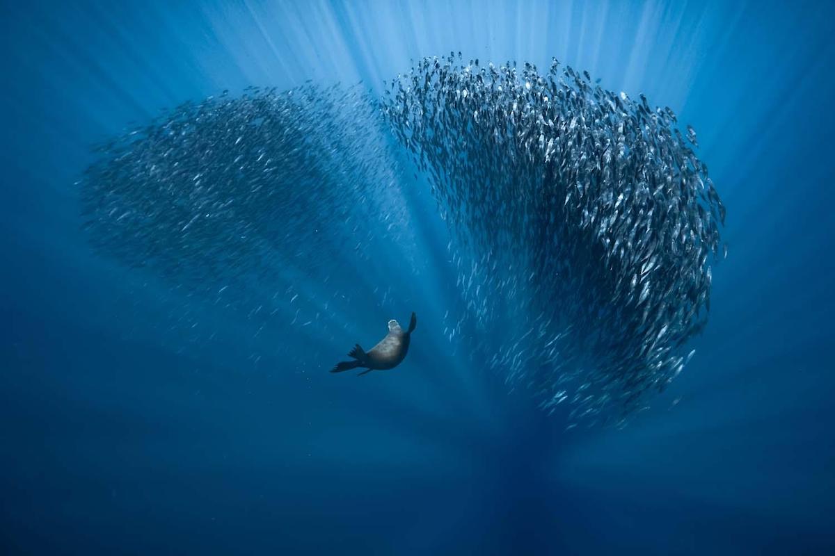Seal Underwater Swimming Toward School of Fish