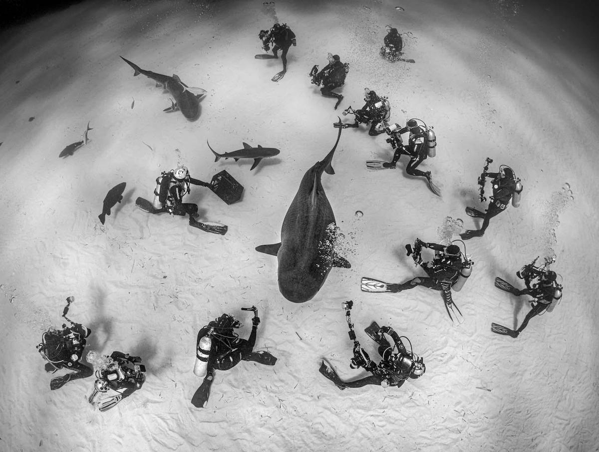 Fotógrafos rodeando a un tiburón