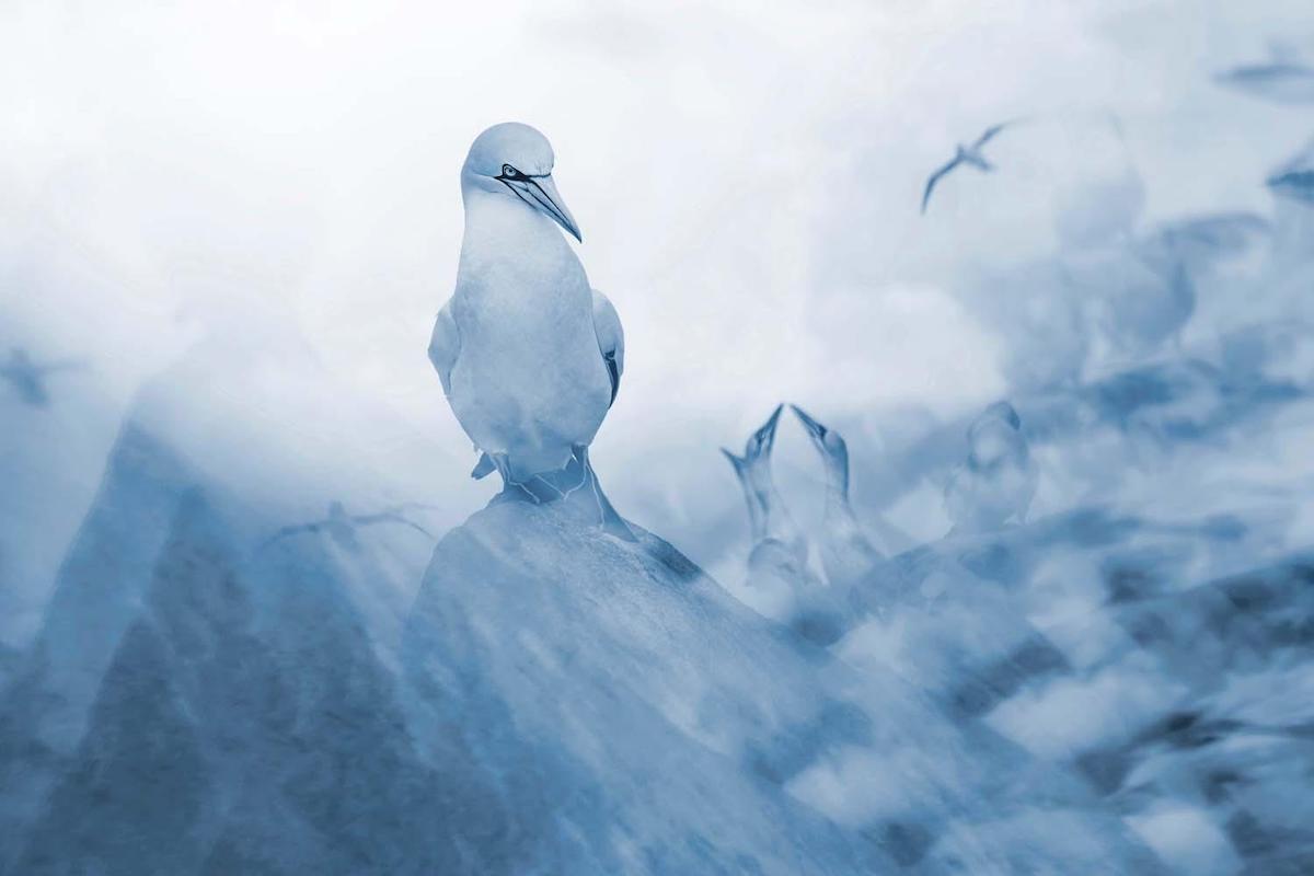 Foto artística de aves blancas