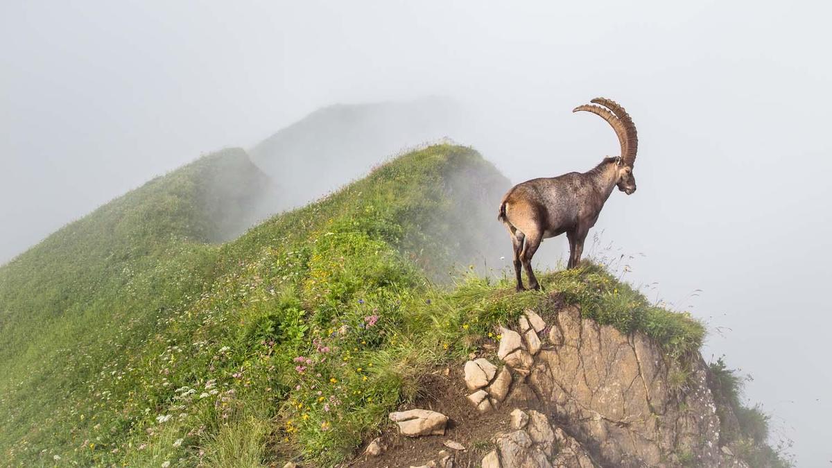 Male Alpine Ibex in the French Alps