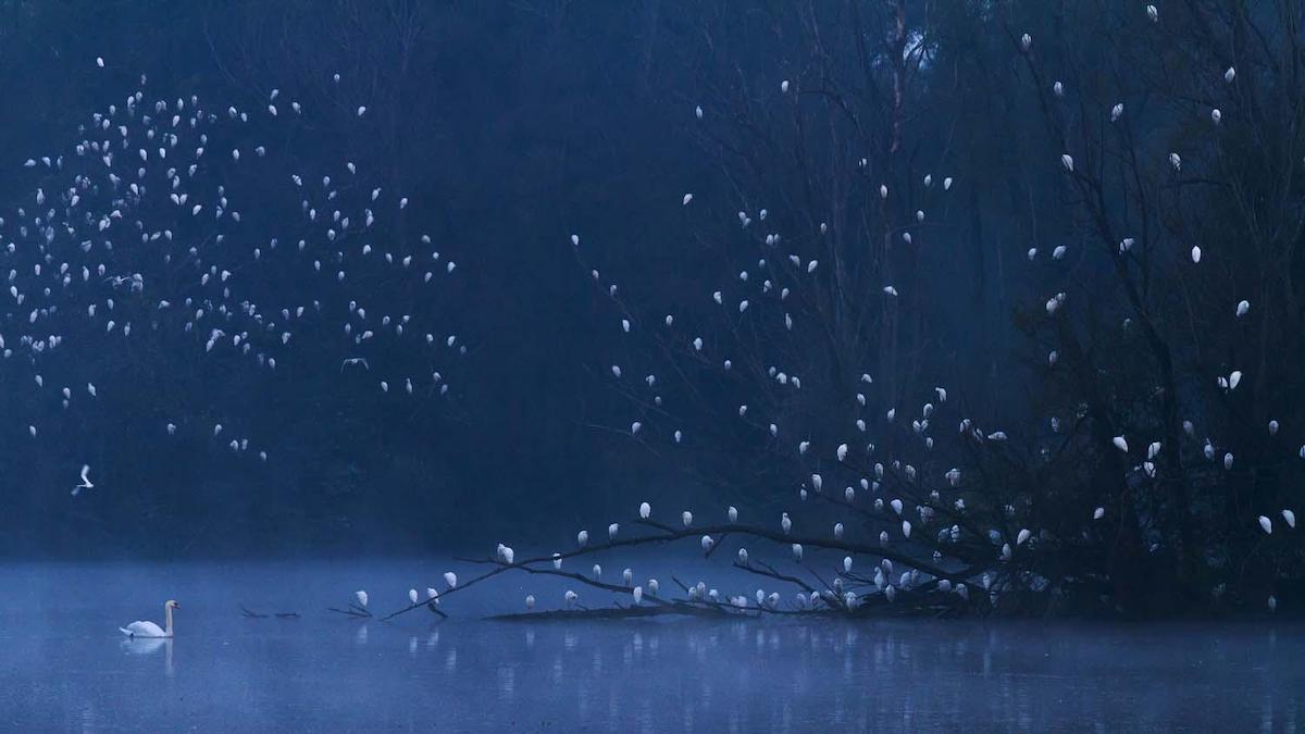 Aves blancas aterrizando en una rama en el agua