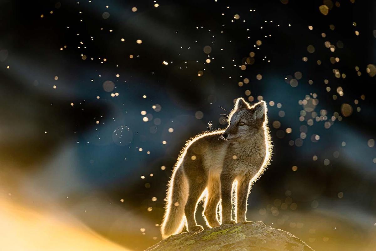 Arctic Fox Surrounded by Mosquitoes