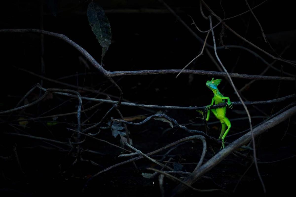 Emerald Dragon on Branches