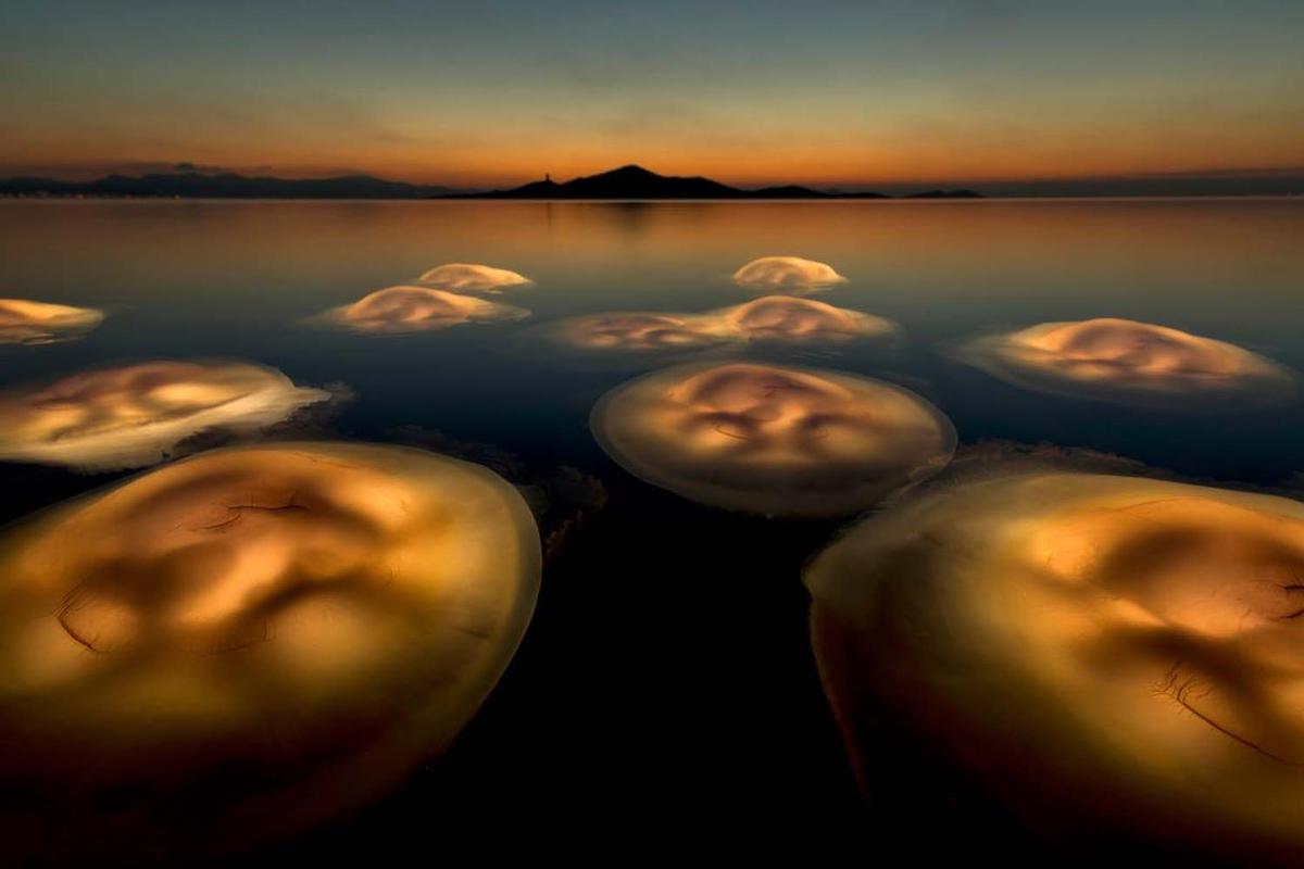 Medusas luminosas en el Mar Menor