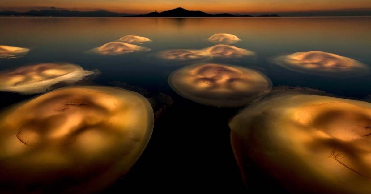 Glowing Jellyfish Win European Wildlife Photography Awards